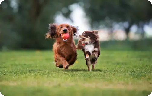 Dog Image 5